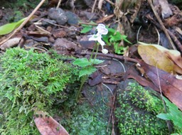 9. Disperis oppositifolia ORCHIDOIDEAE Indigène Reunion