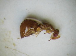 Blastophage Ficus benghalensis