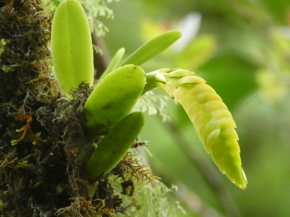 Bulbophyllum_occultum_EPIDENDROIDEAE_Indigène_Reunion_P1050354