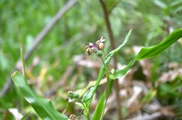 Coix lacryma-jobi Larmes de Job Poaceae Potentiellement envahissante 6020