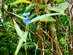 Commelina benghalensis. grosse herbe de l'eau.commelinaceae.espèce envahissante.P1037093