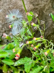 Crassocephalum crepidioides.asteraceae.espèce envahissante.IMG_3872