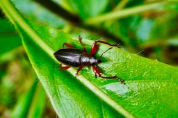 Cratopus sp ?  charançon. curculionidae.P1036957