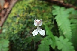 Disperis oppositifolia  Orchidacea e Indigène La Réunion180001