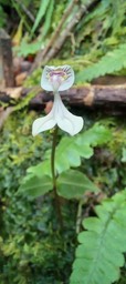 Disperis_oppositifolia_ORCHIDOIDEAE_Indigène_Reunion_20221018_113753
