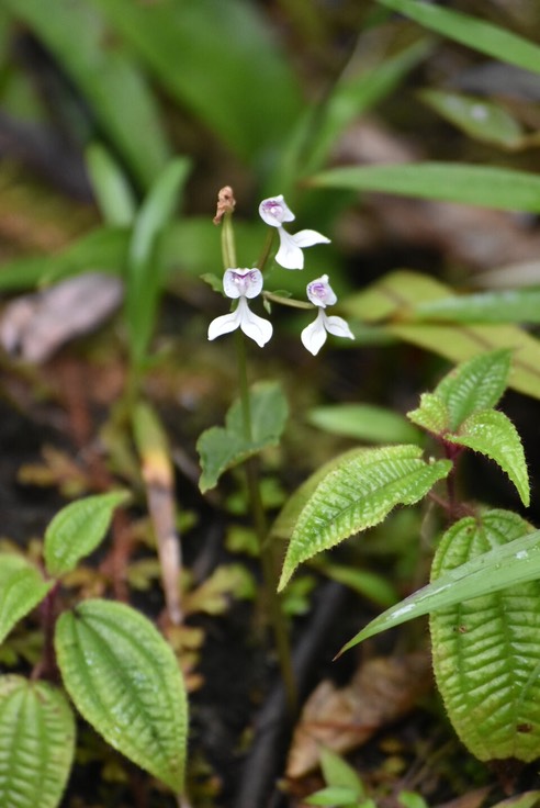 Disperis_oppositifolia_ORCHIDOIDEAE_Indigène_Reunion_MB2_8684