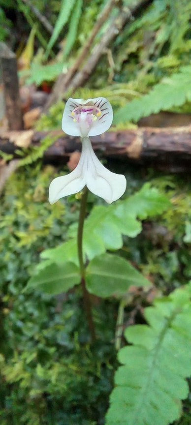 Disperis_oppositifolia_ORCHIDOIDEAE_Indigène_Reunion_20221018_113753