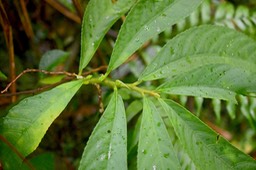 Elatostema fagifolium Urticaceae End émique La Réunion, Maurice6040