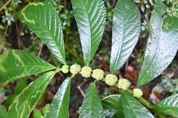Elatostema_fagifolium_URTICACEAE_Endemique_Reunion_Maurice_MB2_8607