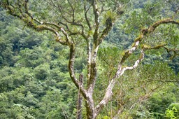 Homalium paniculatum  Corce blanc Salicace ae Endémique La Réunion, Maurice6048