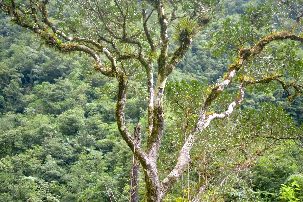 Homalium paniculatum  Corce blanc Salicace ae Endémique La Réunion, Maurice6048