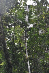 Hyophorbe_indica_Palmiste_cochon_poison_ ARECACEAE_Endémique_Reunion_MB2_8638
