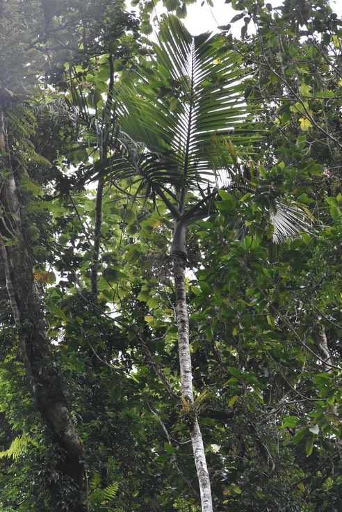 Hyophorbe_indica_Palmiste_cochon_poison_ ARECACEAE_Endémique_Reunion_MB2_8638