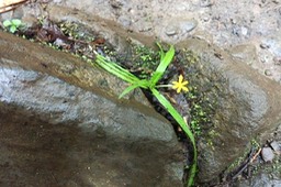 Hypoxis angustifolia Hypoxidaceae  Indigène La Réunion 80007