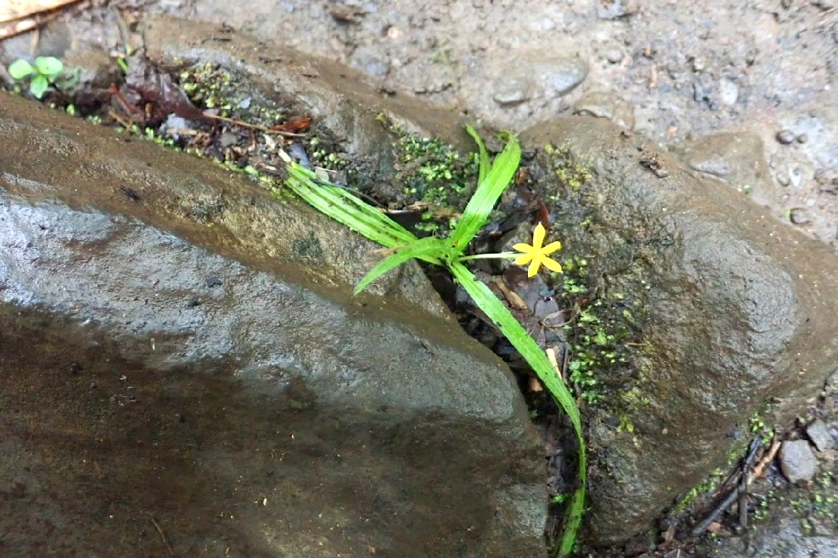 Hypoxis angustifolia Hypoxidaceae  Indigène La Réunion 80007