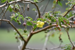 Ludwigia_octovalvus_Herbe_bourrique_ONAGRACEAE_Indigène_Reunion_MB2_8635