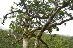 Mimusops balata Grand natte Sapotaceae E ndémique La Réunion, Maurice 6031