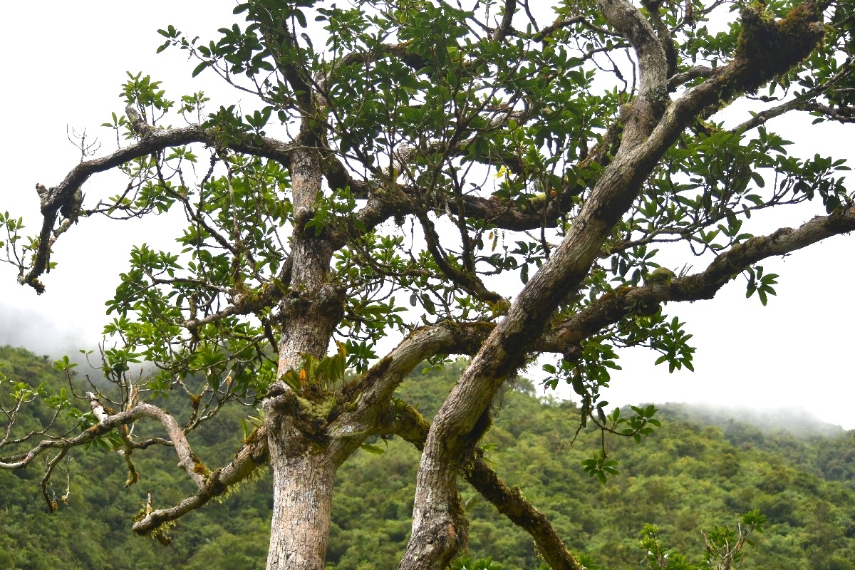 Mimusops balata Grand natte Sapotaceae E ndémique La Réunion, Maurice 6031