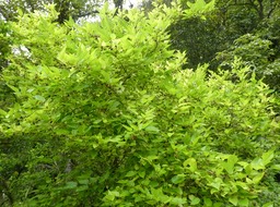Morus_alba_L._Murier_blanc_MORACEAE_potentiellement_envahissant_P1050345