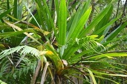 Pandanus purpurascens Vacoa des hauts Pandanaceae Endémique La Réunion6024
