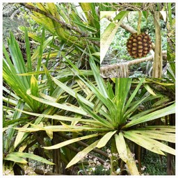 Pandanus_purpurascens_Pimpin_des_hauts_PANDANACEAE_Endémique_Reunion_20221019_215025