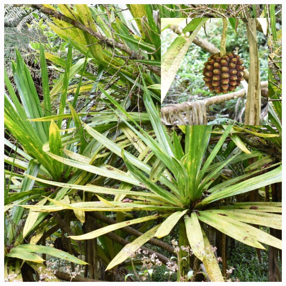 Pandanus_purpurascens_Pimpin_des_hauts_PANDANACEAE_Endémique_Reunion_20221019_215025