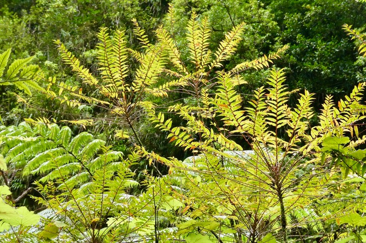 <Phyllanthus phillyreifolius.faux bois de demoiselle. bois de négresse. phyllantaceae.endémique Réunion Maurice.P1037184