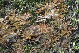Phyllanthus_cossanguineus_Bois_de_négresse_PHYLLANTACEAE_Endémique_Reunion_MB2_8688