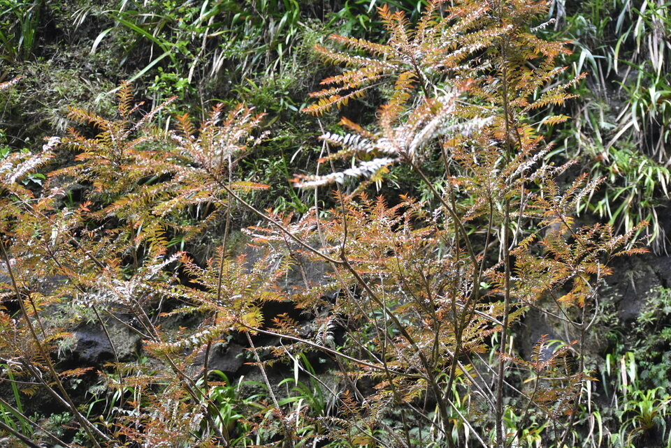 Phyllanthus_cossanguineus_Bois_de_négresse_PHYLLANTACEAE_Endémique_Reunion_MB2_8688