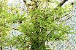 Phyllanthus_phillyreifolius_?_Bois_de_négresse_PHYLLANTACEAE_Endémique_Reunion_Maurice_MB2_8653