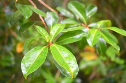 Psiloxylon mauritianum Bois de pe?che marron My rtaceae Endémique La Réunion, Maurice5987