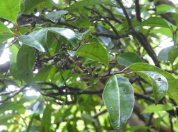 Psiloxylon_mauritianum_Bois_de_peche_marron_MYRTACEAE_Endémique_Reunion_Maurice_P1050327