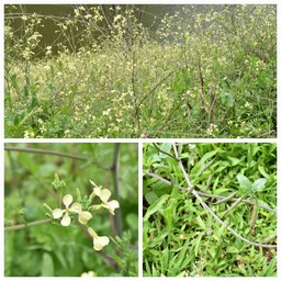 Raphanus_raphanistrum_Ravenelle_Radis_ravenelle_BRASSICACEAE_Adventice_et_envahissante_20221019_215112