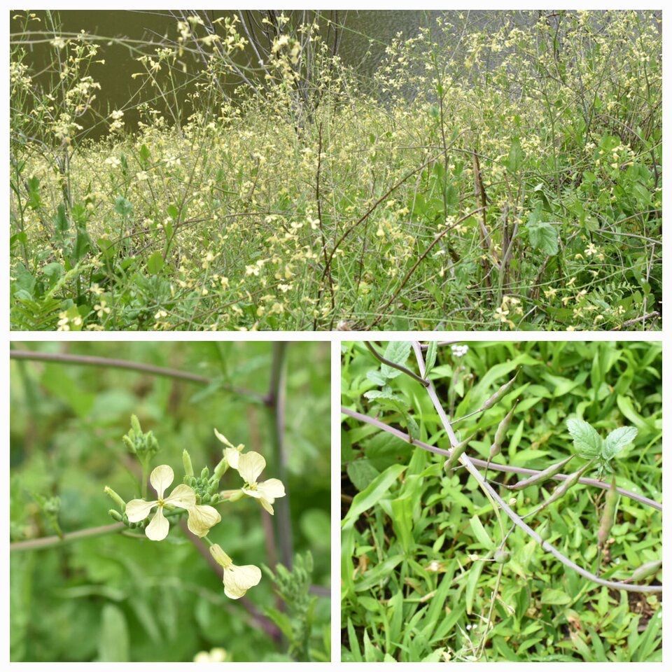 Raphanus_raphanistrum_Ravenelle_Radis_ravenelle_BRASSICACEAE_Adventice_et_envahissante_20221019_215112