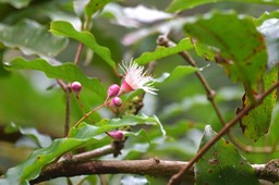 Syzygium cymosum Bois de pomme rouge Myrtace ae Endémique La Réunion, Maurice 5992