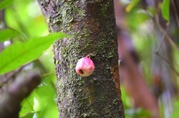 Syzygium cymosum Bois de pomme rouge Myrtac eae Endémique La Réunion, Maurice5974