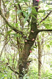 Syzygium_cimosum_Bois_de_pome_rouge_MYRTACEAE_ Endémique_Reunion_MauriceMB2_8721