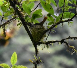 Terpsiphone_bourbonnensis_zoizo_la_vierge_MONARCHIDAE_Endémique_Reunion_MB2_8701b