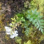 Asplenium aethiopicum Aspleniaceae Indigène la Réunion 9385.jpeg