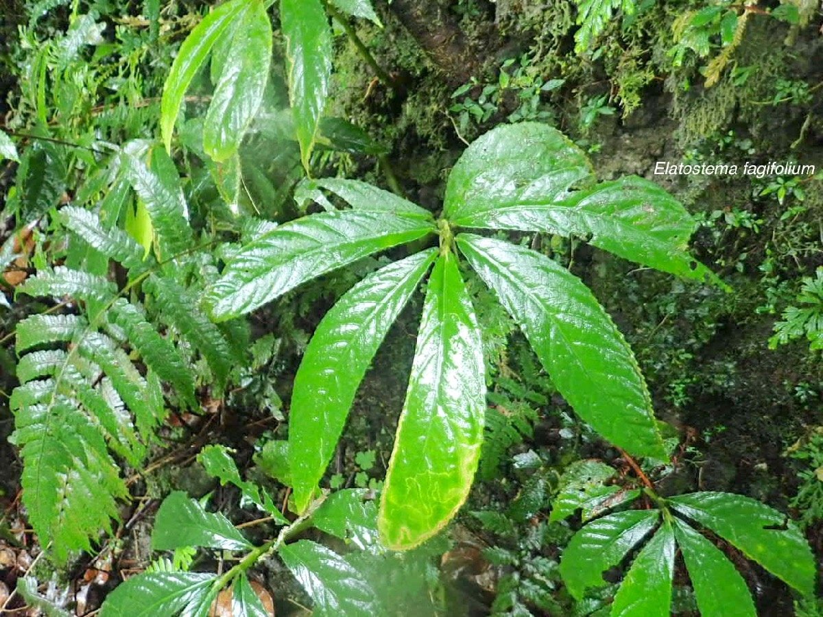 Elatostema fagifolium Urticaceae End émique La Réunion, Maurice 23.jpeg