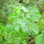 Piper umbellatum Piperaceae Cryptogène 01.jpeg
