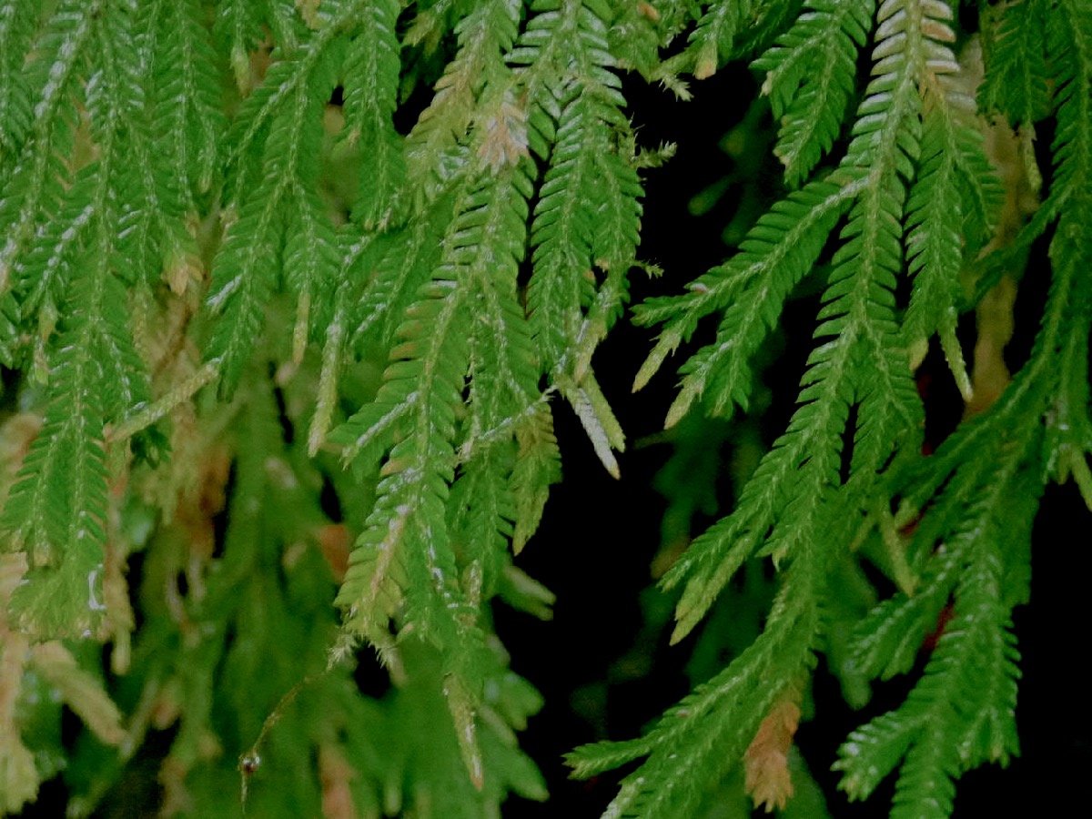 Selaginella distachya Sélaginelle Selaginellaceae Endémique La Réunion, Maurice 16.jpeg