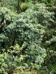 Bois de fer - Sideroxylon majus- Sapotacée- B
