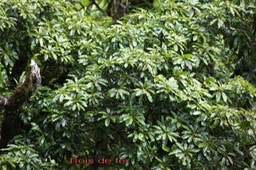 Bois de fer Sideroxylon majus- Sapotacée-