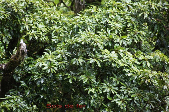 Bois de fer Sideroxylon majus- Sapotacée-