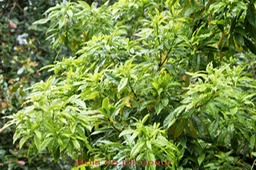 Bois de joli coeur- Pittosporum senacia senacia- Pittosporacée- BM