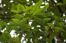 Bois de Nèfles à grosses feuilles