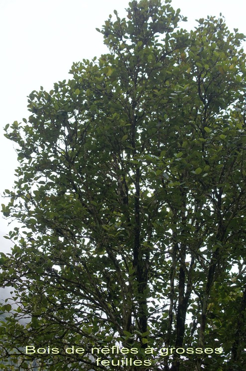 Bois de nèfles à grosses feuilles - Eugenia bosseri - Myrtacée - B