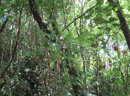 Bois de négresse (au centre) IMG_0480