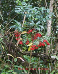 Bois de Noël - Ardisia crenata - Primulacée - exo